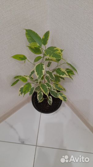 Фикус Бенджамина в горшке 37см