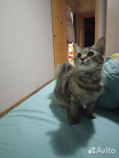 Отдам бесплатно кошку