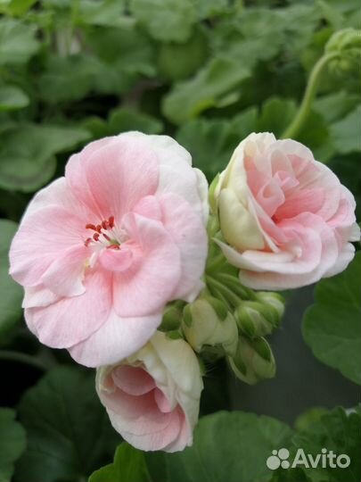 Пеларгония сортовая с бутонами