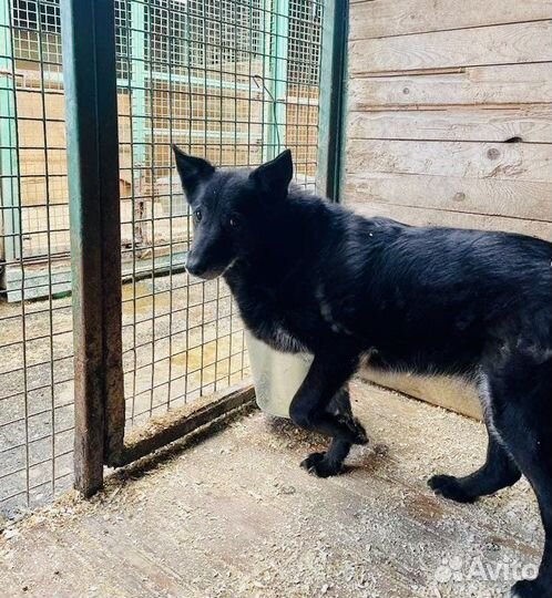 Пожилой кубе нужен дом и любая помощь
