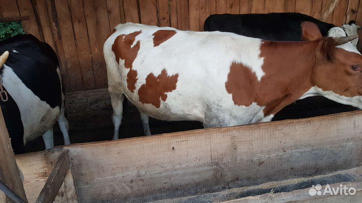 Телка 1.5 года