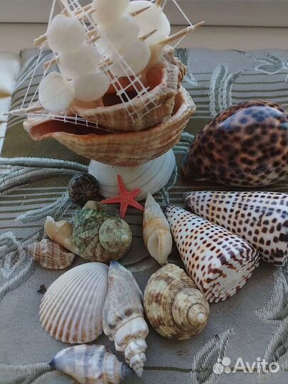 Ракушки для аквариума