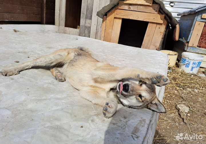 Щенок в добрые руки