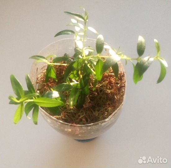 Мирт комнатный мелколистный и крупнолистный