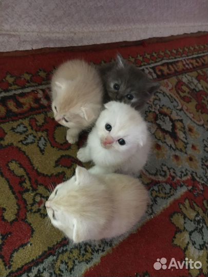 Домашние животные кошки