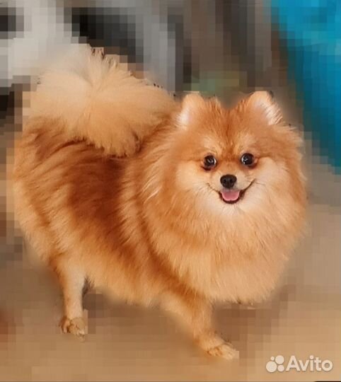 Молодые девочки для души