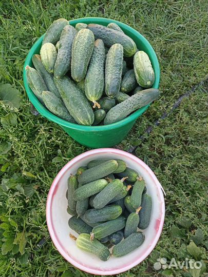 Огурцы домашние
