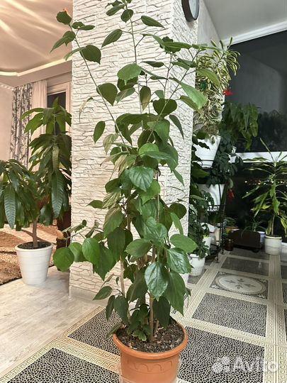 Гибискус китайская роза