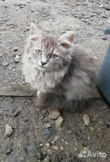 В дар бесплатно