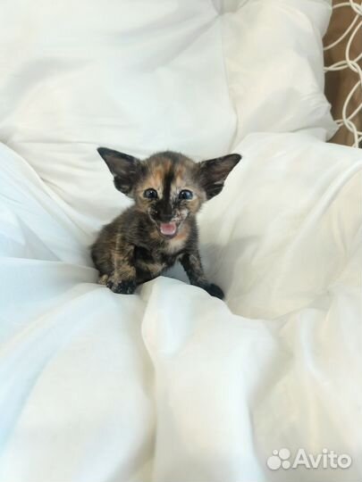 Ориентальная