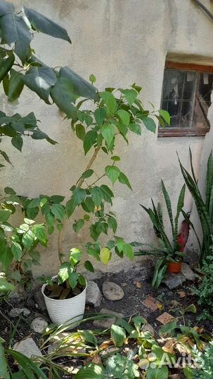 Крупный комнатный цветок Китайская роза