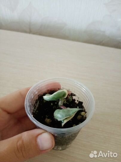 Хойи и дисхидии часть 2