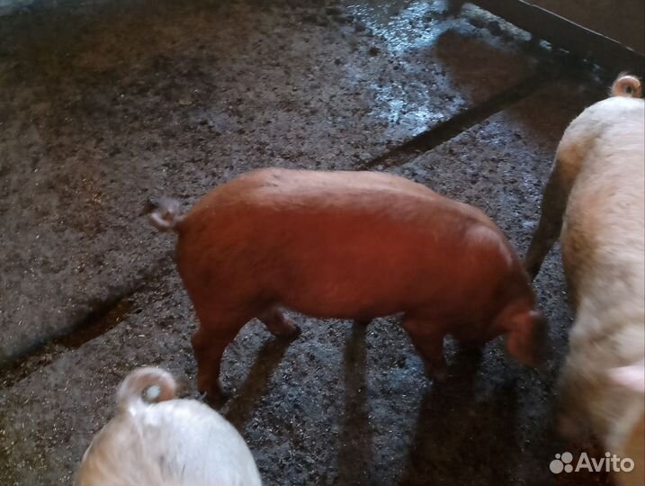 Поросята