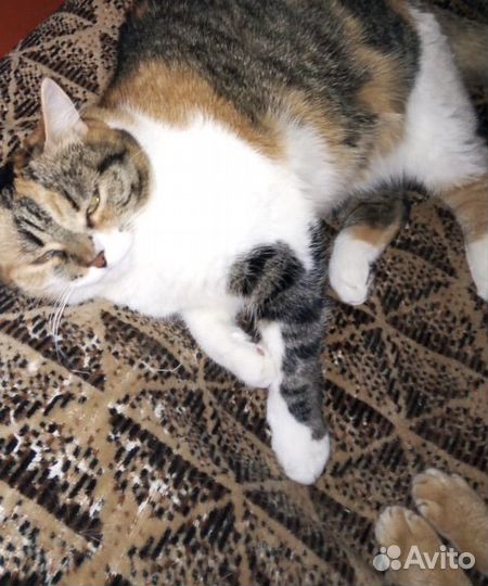 Кошка в дар