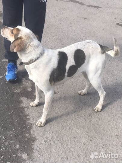 Эстонские гончие собаки