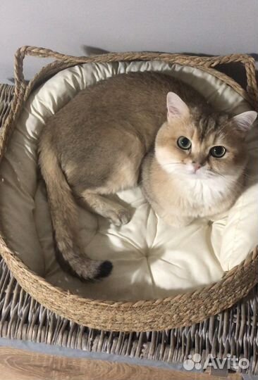 Вязка. Британец