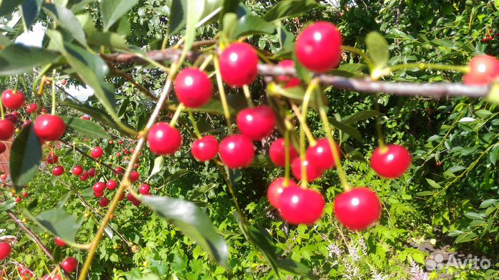 Вишня Ашинская