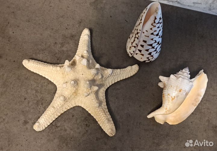 Морские ракушки раковины звезда