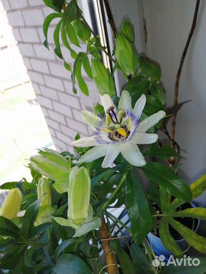 Пассифлора Карулея (Caerulea)комнатный цветок