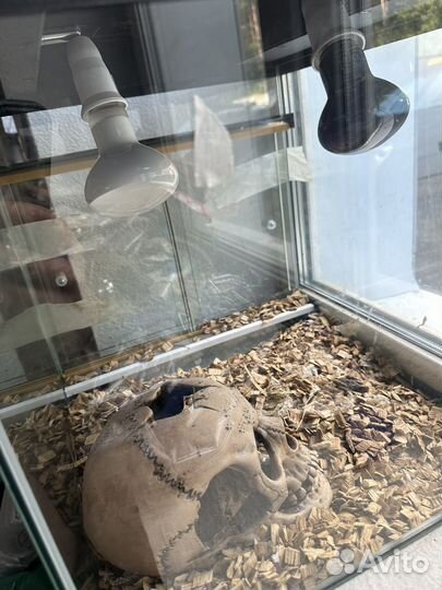 Террариум для рептилий