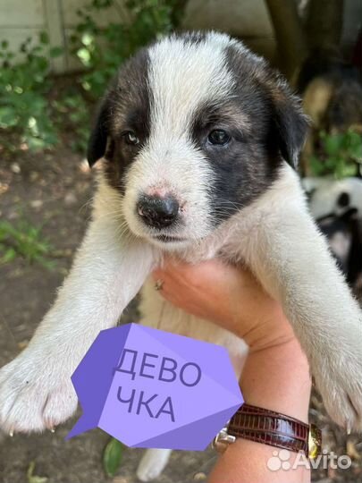 Щенки в добрые руки