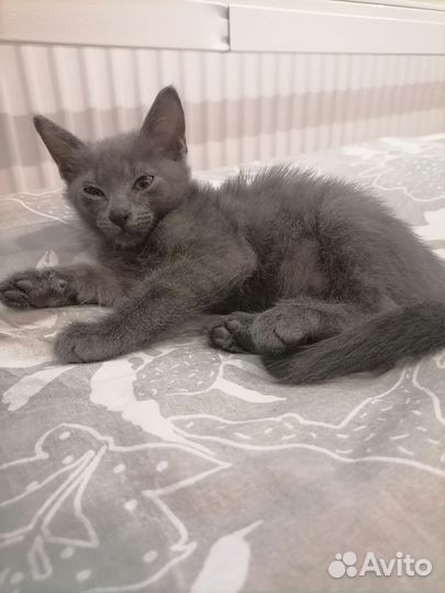 Отдам в добрые руки котика