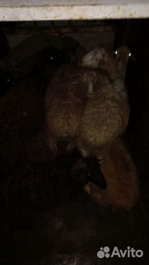 Овцы матки ягнята бараны