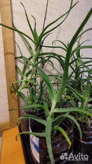 Алоэ взрослый. Старше 5 лет