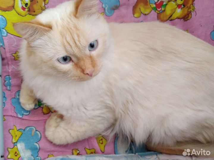 Турецкий ван