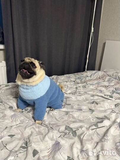 Вязание костюмов для собак