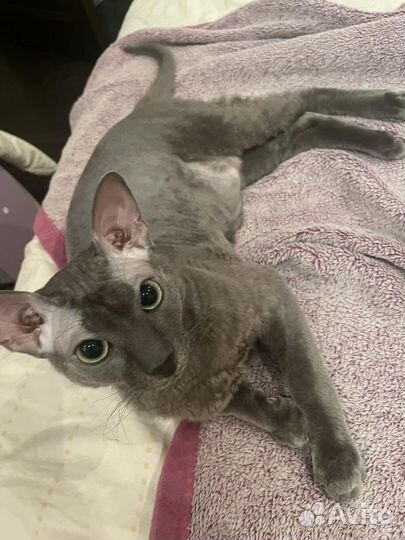 Кот для вязки сфинкс