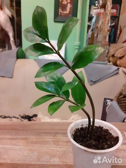 Замиокулькас