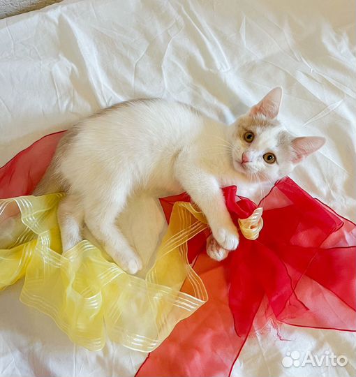 Котенок мальчик Сеня