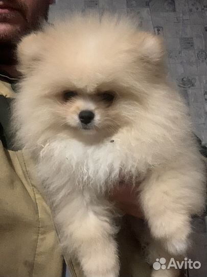 Щенки померанского шпица медвежьего типа