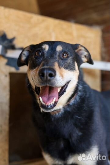 Лекс приходи в приют за другом