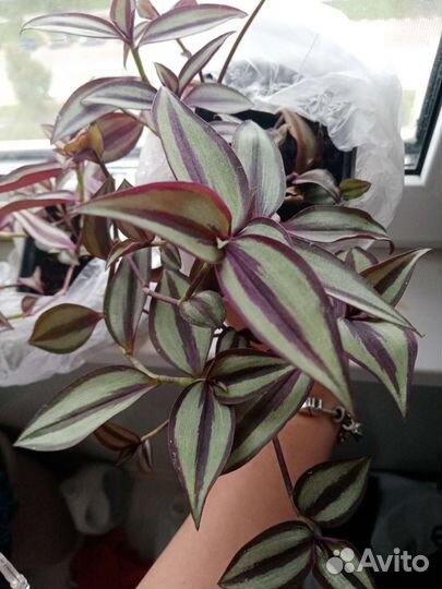 Традесканция фиолетовая