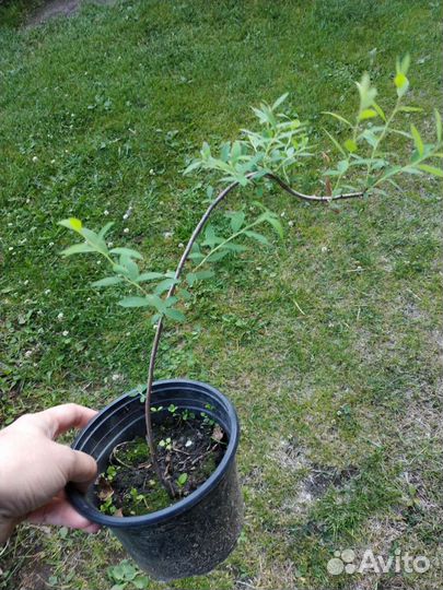 Спирея Серая Грефшейм