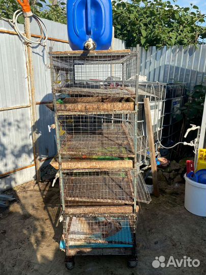 Перепелиная клетка