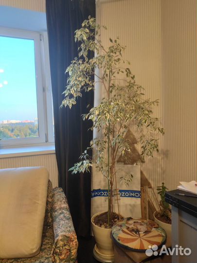 Фикус бенджамина пестролистный