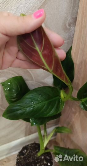 Филодендрон субхастатум, Калатея