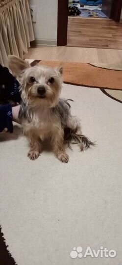 Йоркширский терьер