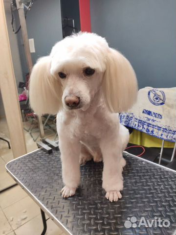 Стрижка собак. Грумминг. Тримминг. Вычес кошек