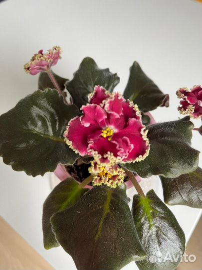 Сортовые фиалки