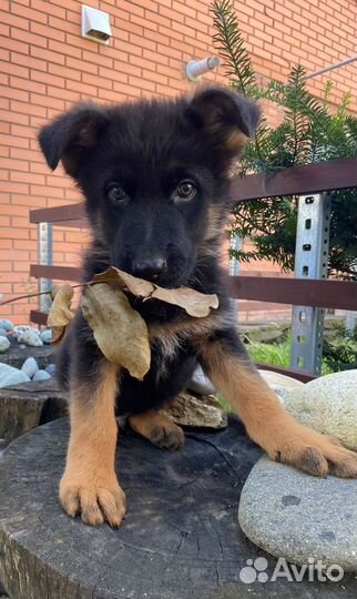 Немецкая овчарка