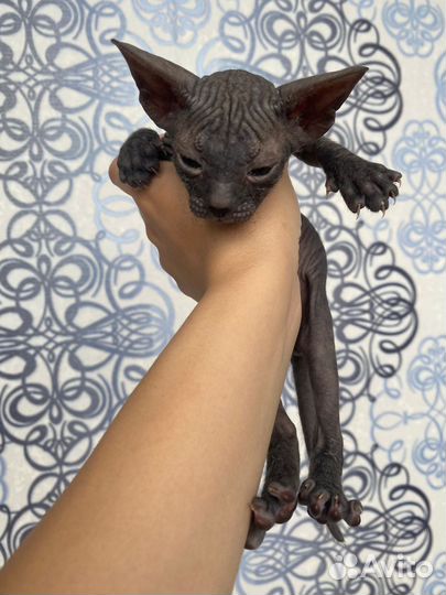 Котята сфинкс