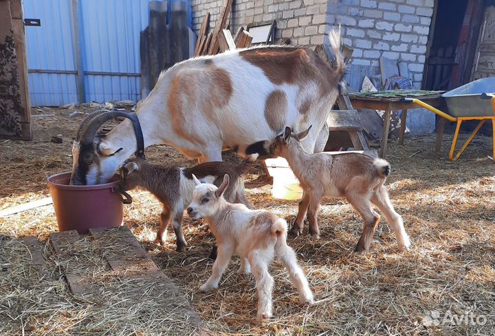 Альпийские козлята