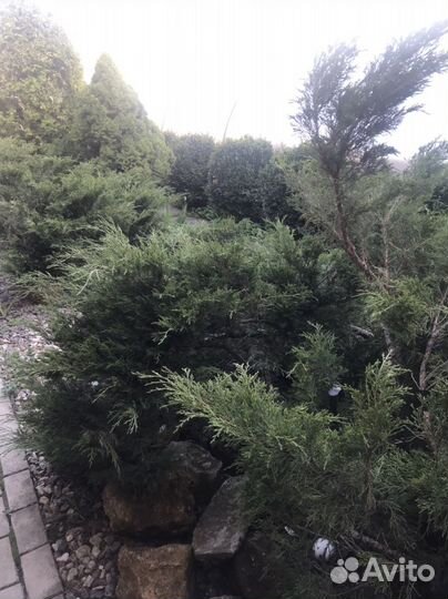 Можжевельник казацкий