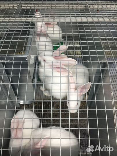 Белый паннон