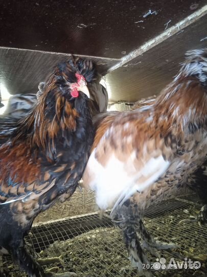 Павловский петух(золото)