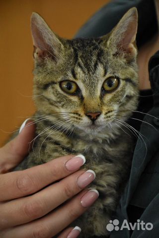 Кошка Гиби ищет дом